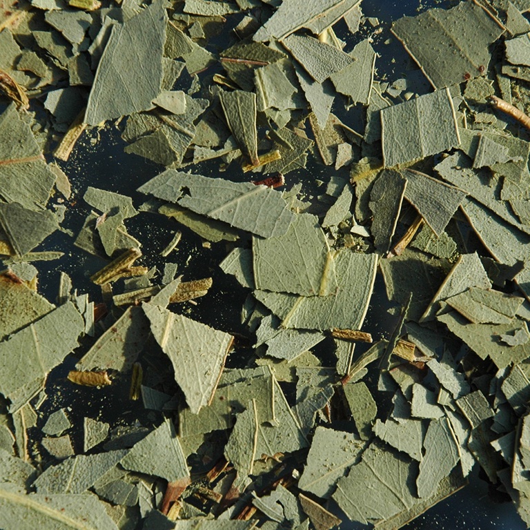 Eucalyptus feuille (100g)