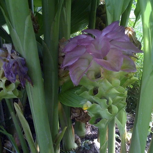 EPS Curcuma