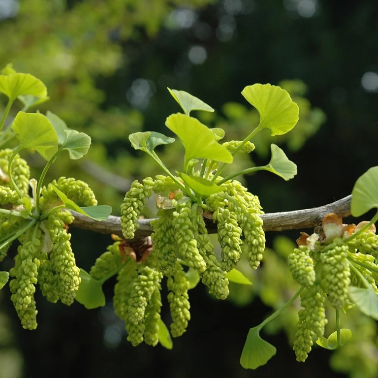 EPS Ginkgo