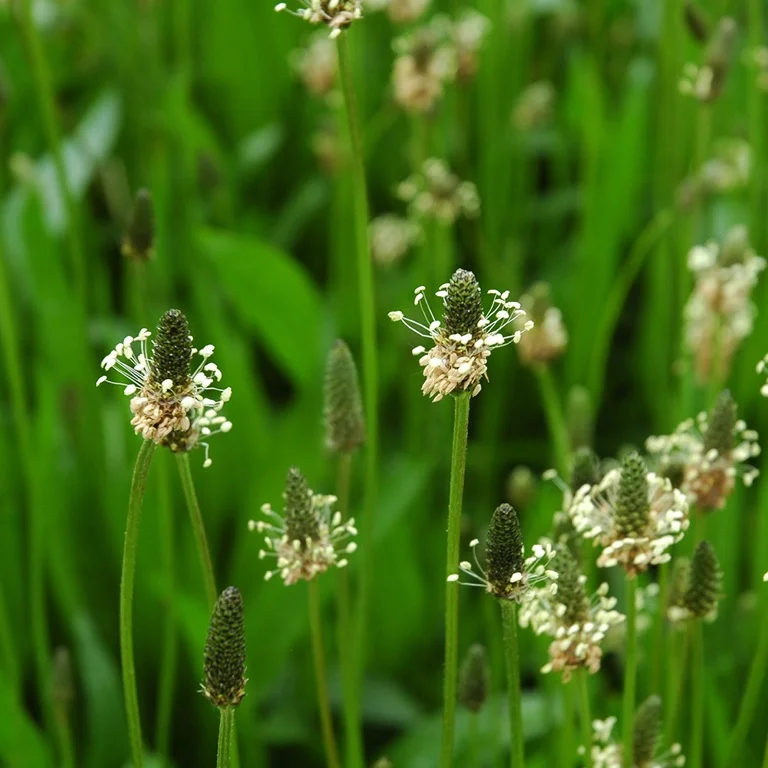 EPS Plantain