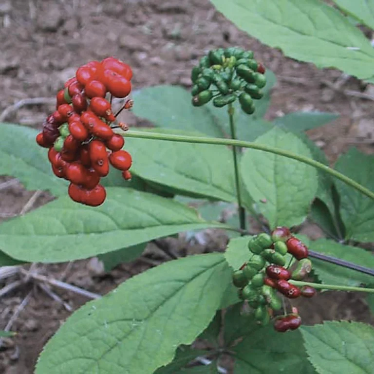 EPS Ginseng