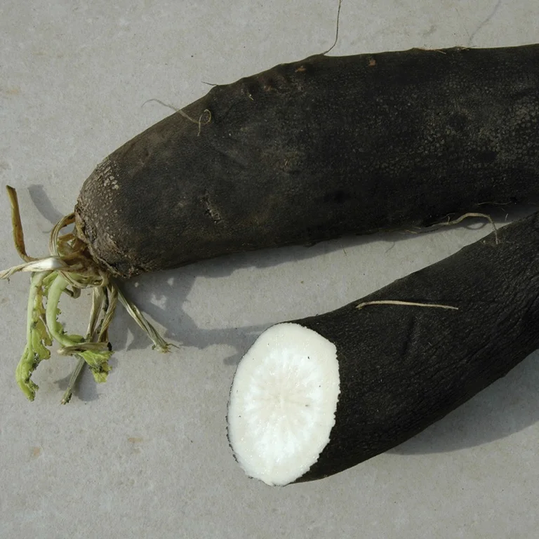 EPS Radis noir