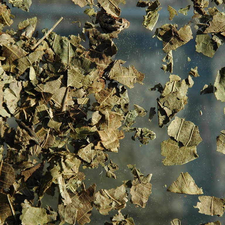 Noyer feuille (100g)