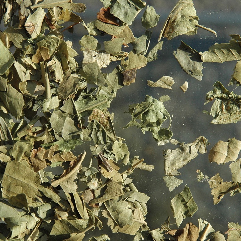 Oranger feuille (100g)