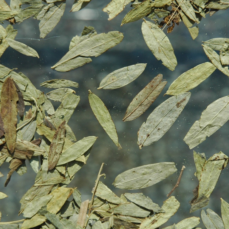 Séné feuille (100g)