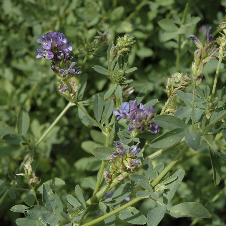 EPS Alfalfa (150ml)