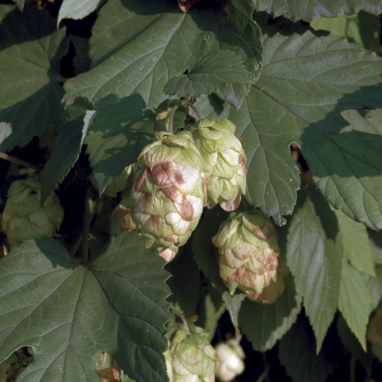 EPS Houblon (150ml)