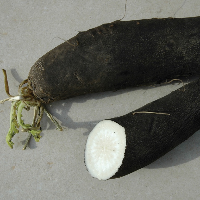 EPS Radis noir
